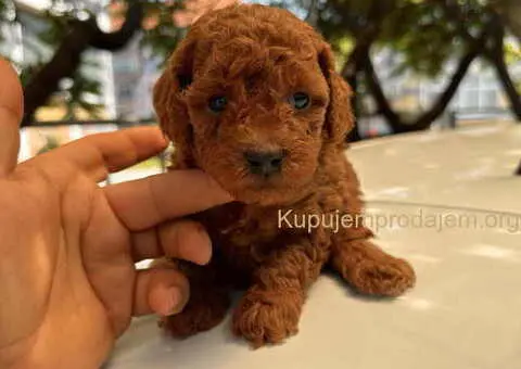 Odgajivačnica KING predstavlja novo leglo crvenih  toy pudli - 8/9