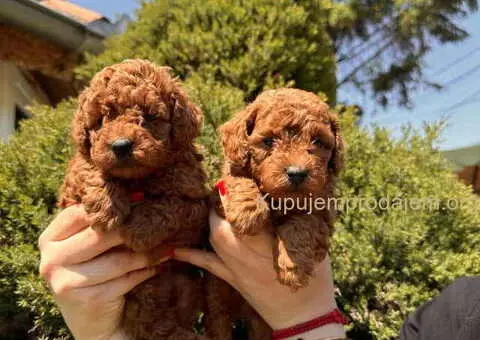 Odgajivačnica KING predstavlja novo leglo crvenih  toy pudli - 9/9