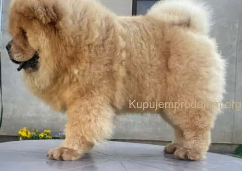 ČAU ČAU mužjak, četiri ipo meseca star - 1/5