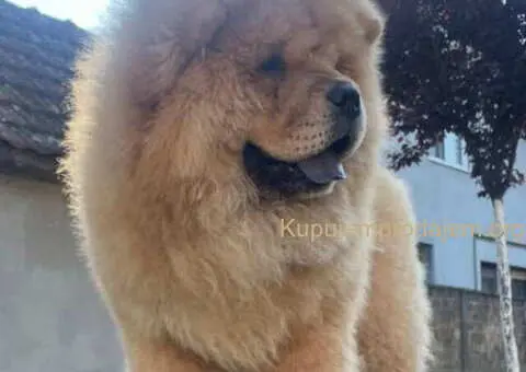 ČAU ČAU mužjak, četiri ipo meseca star - 2/5