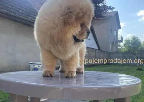 ČAU ČAU mužjak, četiri ipo meseca star - 3/5