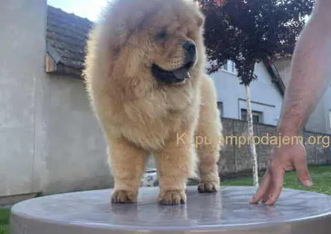 ČAU ČAU mužjak, četiri ipo meseca star - 4/5