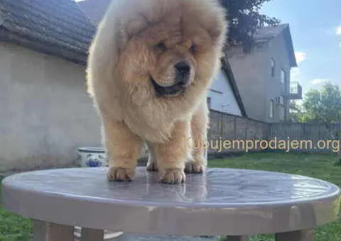 ČAU ČAU mužjak, četiri ipo meseca star - 5/5