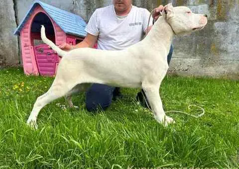 Zenkica Dogo Argentino - 1/3