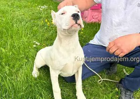 Zenkica Dogo Argentino - 2/3