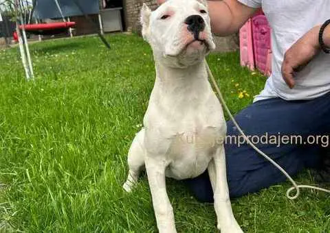 Zenkica Dogo Argentino - 3/3