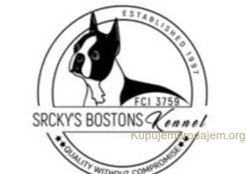 Boston terrier stenad - 1/4