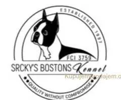 Boston terrier stenad