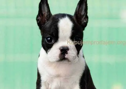 Boston terrier stenad - 2/4