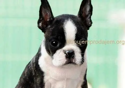 Boston terrier stenad - 3/4