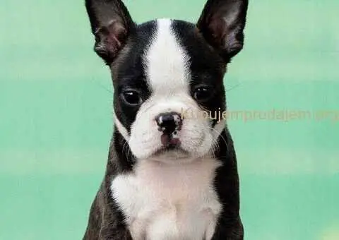 Boston terrier stenad - 4/4