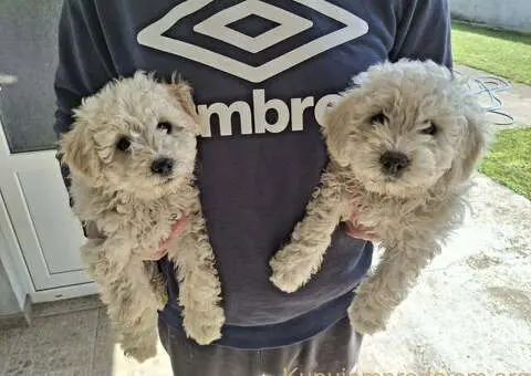 Prodajem prelepe štence mađarskog pulija