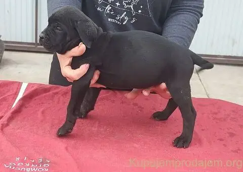 Cane Corso - 2/5