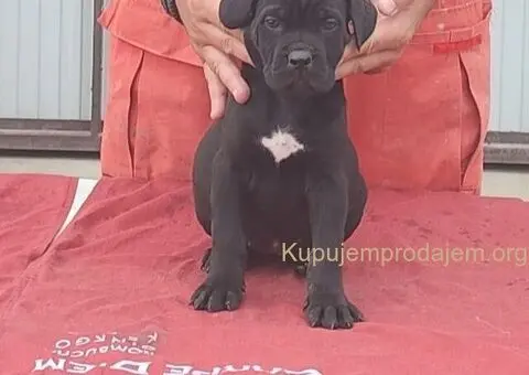Cane Corso - 3/5