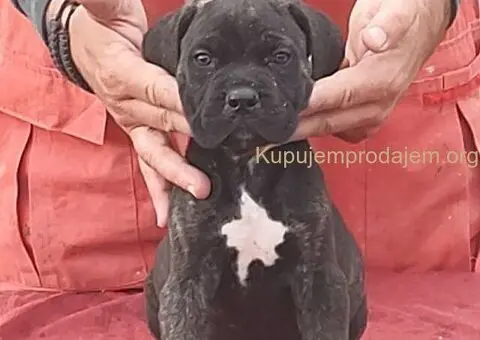 Cane Corso - 4/5