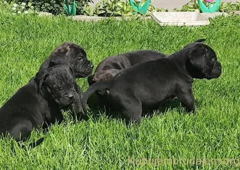 Cane Corso - 5/5
