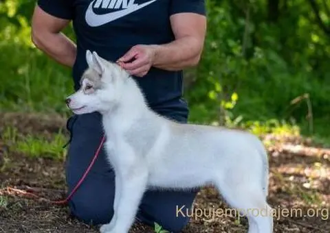 Sibirski Haski štenci - 1/8