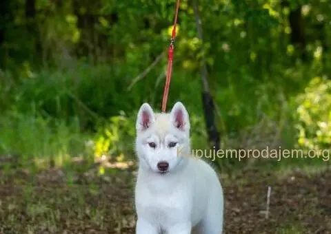 Sibirski Haski štenci - 2/8