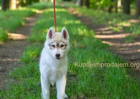 Sibirski Haski štenci - 3/8