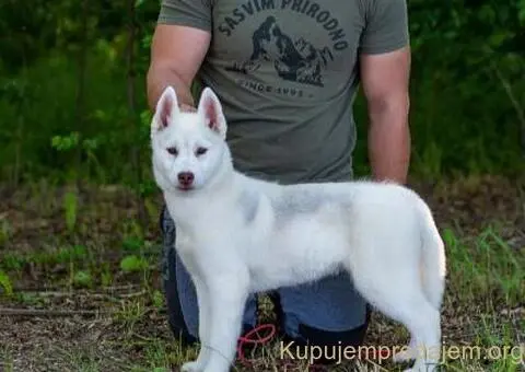 Sibirski Haski štenci - 4/8