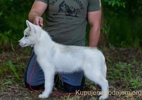 Sibirski Haski štenci - 5/8