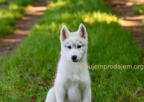 Sibirski Haski štenci - 6/8