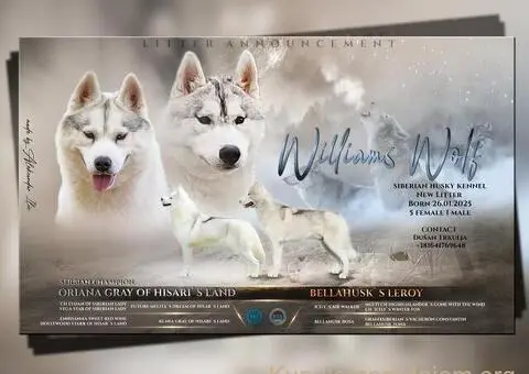 Sibirski Haski štenci - 7/8