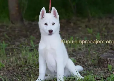 Sibirski Haski štenci - 8/8