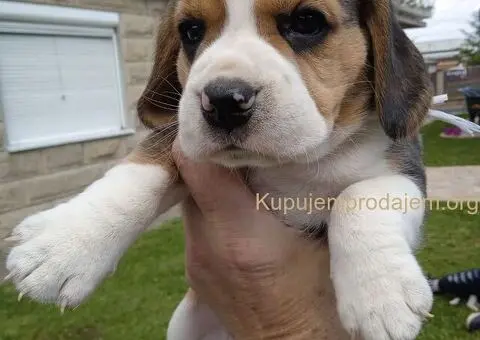 Bigl prelepi štenci - 1/10