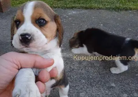 Bigl prelepi štenci - 2/10