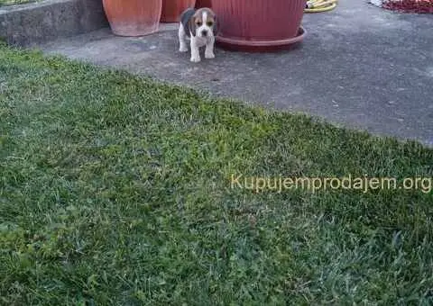 Bigl prelepi štenci - 3/10