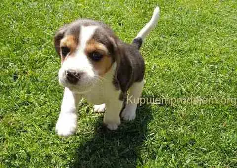 Bigl prelepi štenci - 4/10