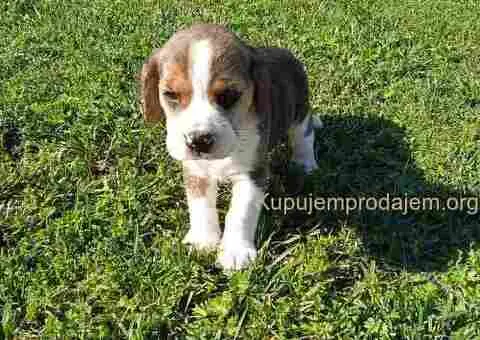 Bigl prelepi štenci - 5/10