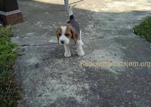 Bigl prelepi štenci - 6/10