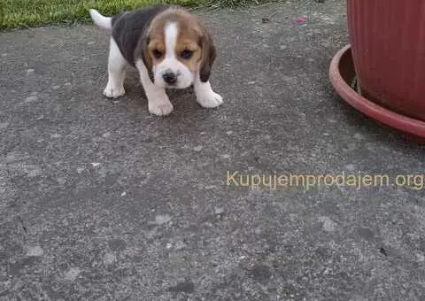 Bigl prelepi štenci - 7/10