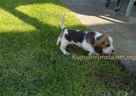 Bigl prelepi štenci - 8/10