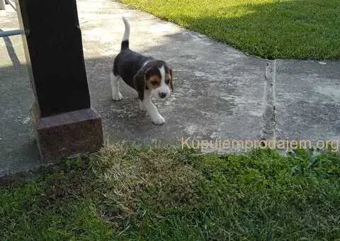 Bigl prelepi štenci - 9/10