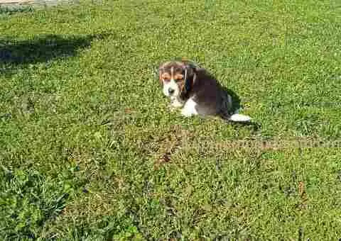 Bigl prelepi štenci - 10/10