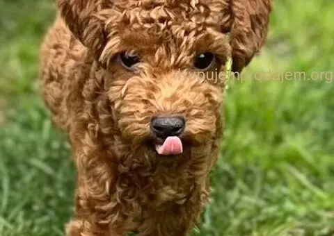 Toy Pudla štenci - 1/10