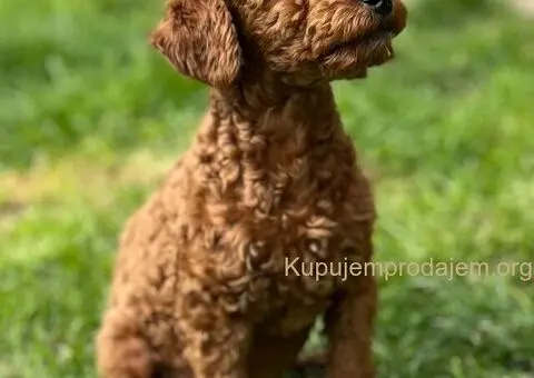 Toy Pudla štenci - 2/10