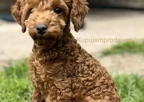 Toy Pudla štenci - 3/10