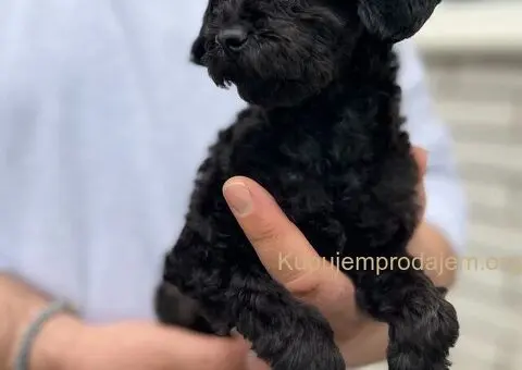 Toy Pudla štenci - 4/10