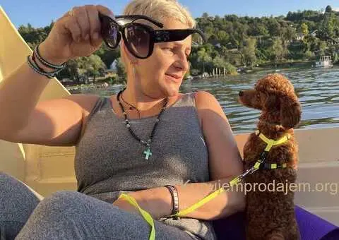 Toy Pudla štenci - 6/10