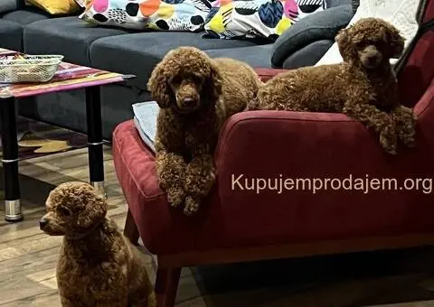 Toy Pudla štenci - 7/10