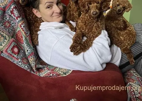 Toy Pudla štenci - 8/10