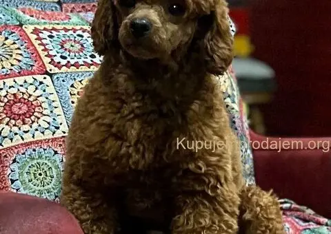 Toy Pudla štenci - 9/10