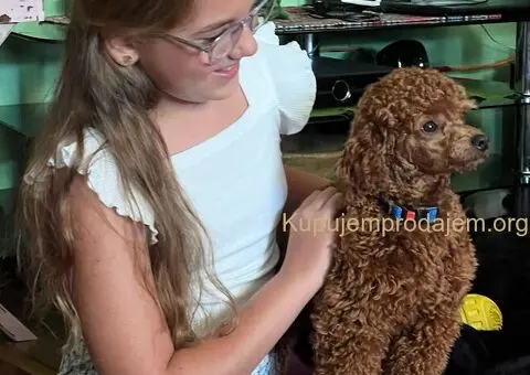 Toy Pudla štenci - 10/10