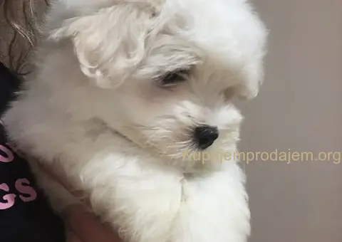 Coton de Tulear (Tulearski pas) štenci - 5/5
