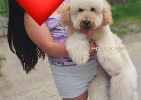 U ponudi srednja apricot PUDLA, star 6,5 mes - 1/10