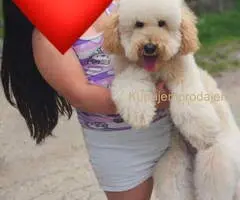 U ponudi srednja apricot PUDLA, star 6,5 mes